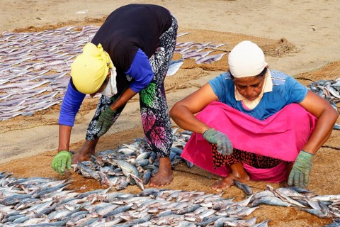 Women spreading fish to dry, Negombo, Sri Lanka