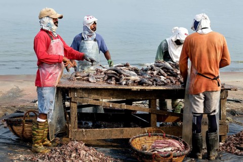Fishermen cleaning and preparing fish for the market, Negombo, Sri Lanka