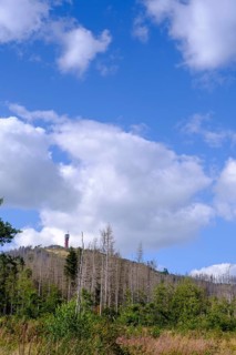 Dead trees, spruces, Wurmbergturm, near Braunlage, Harz, Lower Saxony, Germany