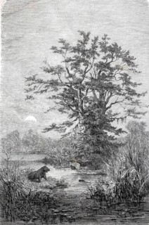 Tamarind trees, group of trees on the Gazelle River, Bahr al-Ghazal, c. 1880, Congo, Africa,