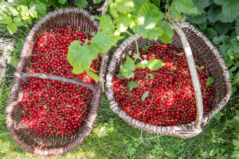 Two baskets of redcurrants or currants, Ribes Rubum, Upper Bavaria, Bavaria, Germany