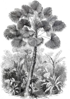 Latan tree is a type of palm tree, West Indian palm tree, digitally enhanced reproduction from a