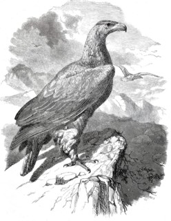 Golden eagle, golden eagle, Aquila chrysatos, around 1878, digitally enhanced reproduction from a
