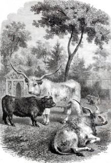Hungarian and Scottish oxen in the Jardin des Plantes, 1888, Paris, France, digitally enhanced