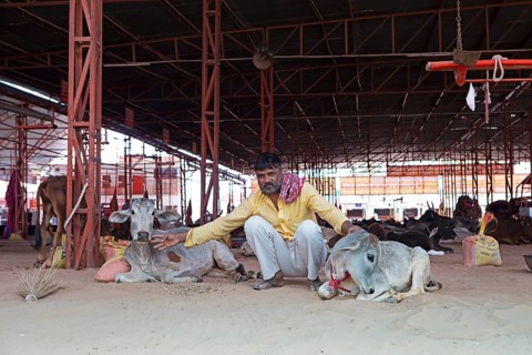 Indian man with injured cows, Gaushala or cattle shelter or shelter for cows, Shree Bagh Wale