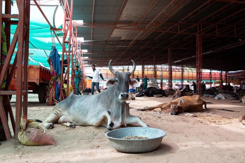 Injured cow, Gaushala or cattle shelter or shelter for cows, Shree Bagh Wale Balaji Gaushala
