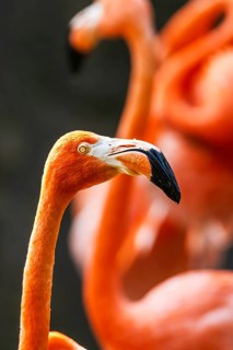 American flamingo, Phoenicopterus ruber, group of birds