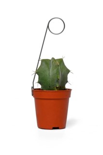 Small potted 'Stenocereus Pruinosus' cactus houseplant with metal holder on white background.