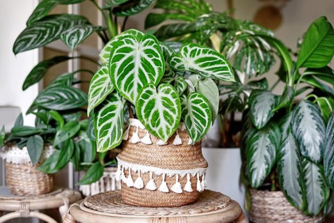 Beautiful lush exotic leaf of 'Silver Blush Anthurium Crystallinum' houseplant in boho flower pot