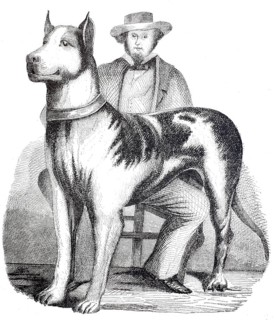 Great American Mastiff, dog with its owner, 1875, digitally enhanced reproduction from a 19th
