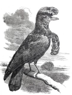 Crested bird, ornamental bird, Cephalopterus, around 1870, digitally improved reproduction from a