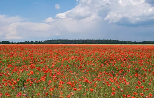 Corn poppy field (Papaver rhoeas), Brandenburg, Germany