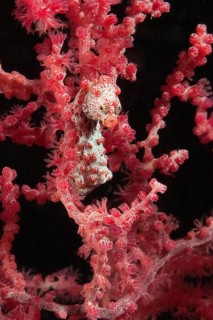 Extreme close-up underwater photo of pygmy seahorse (Hippocampus bargibant) in gorgonian (Muricella