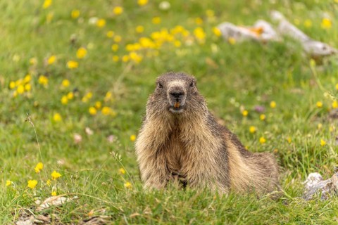 Marmot in the Cirque d'Estaubé basin in the Pyrenees near Gavarnie-GÃ¨dre, France