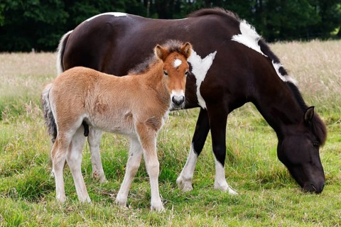 Icelandic horses (Equus islandicus), foal and mare in a meadow, colt, Tierkind, Schleswig-Holstein,