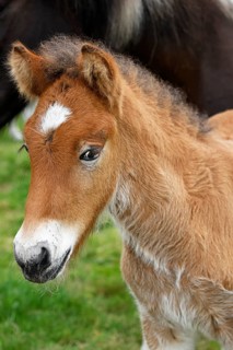 Young Icelandic horse (Equus islandicus), foal in a meadow, animal child, portrait,