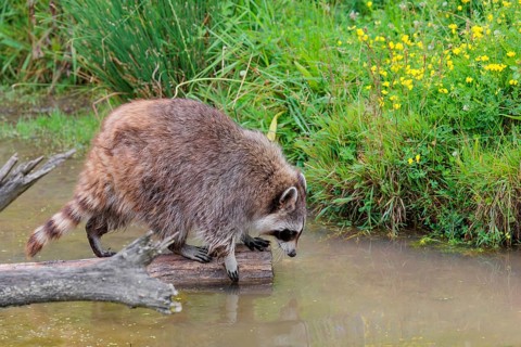 An adult raccoon (Procyon lotor) crosses the shallow water of a stream on a broken branch of a tree