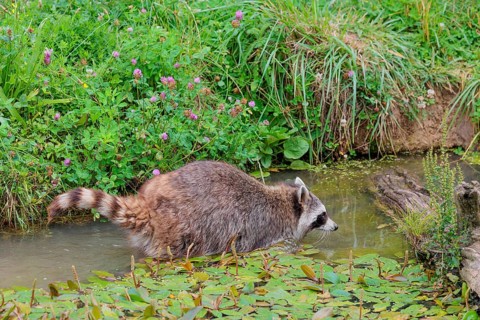 An adult raccoon (Procyon lotor) searches for food in the shallow water of a stream surrounded by