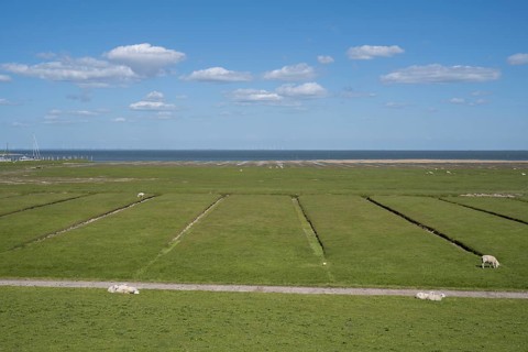 Salt marshes, SÃ¼derkoog, Tammensiel, Pellworm Island, North Frisia, North Sea, Schleswig-Holstein,