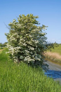 Blooming hawthorn (Crataegus) at the Siel, Pellworm Island, North Frisia, North Sea,