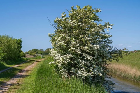 Blooming hawthorn (Crataegus) at the Siel, Pellworm Island, North Frisia, North Sea,