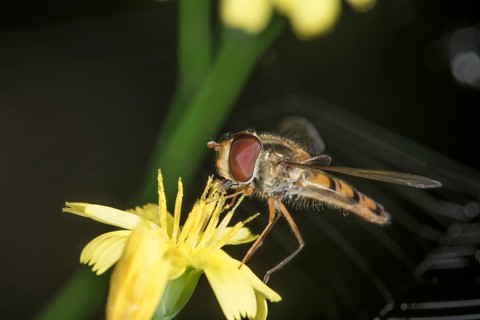 A winter hoverfly (Episyrphus balteatus) sits on a hawkweed (Hieracium sp.) flower and nibbles on