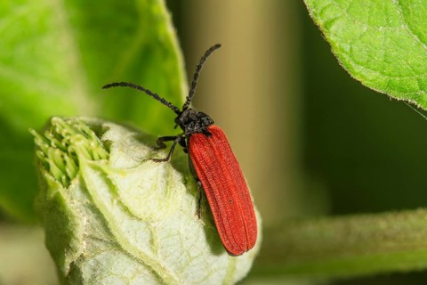 Red-winged beetle (Platycis minutus) with black legs on a bud, Baden-WÃ¼rttemberg, Germany