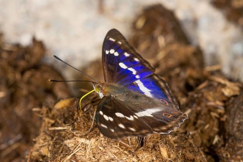 Apatura iris (Apatura iris) male sucking on horse droppings, Baden-WÃ¼rttemberg, Germany