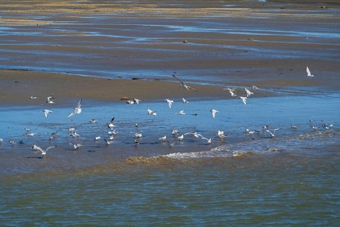 Black-headed gulls (Laridae ridibundus) over the Wadden Sea, low tide, Schleswig-Holstein Wadden