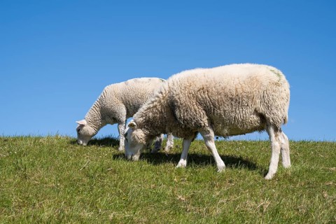 Two sheep feeding on the dyke, Pellworm Island, North Frisia, North Sea, Schleswig-Holstein,