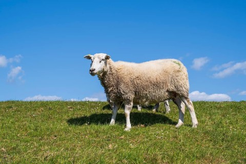 Sheep on the dyke, Pellworm Island, North Frisia, North Sea, Schleswig-Holstein, Germany