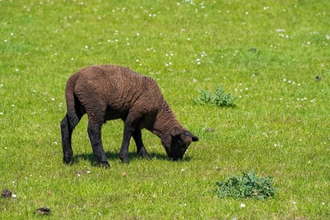 A black sheep on the dyke, Nordstrand, North Frisia, North Sea, Schleswig-Holstein, Germany