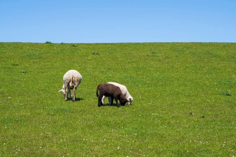 Two white and one black sheep on the dyke, Nordstrand, North Frisia, North Sea, Schleswig-Holstein,