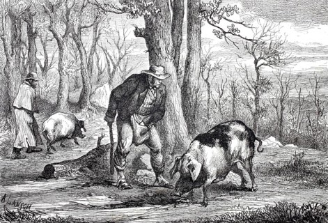 Truffle hunt in the forest with a truffle pig, 1870, Perigord, France, Historical, digitally