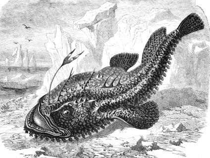 Lophius piscatorius, anglerfish, also known as anglerfish or Lotte, sea frog, historical,