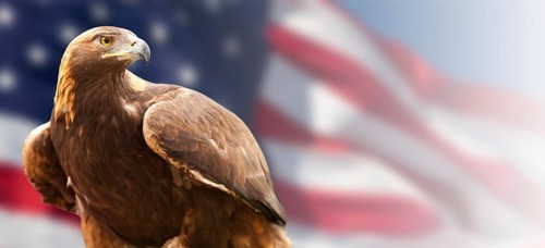 California golden eagle in front of the american flag banner