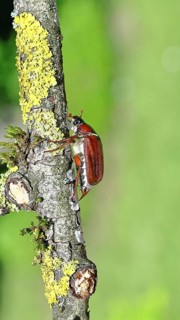 May beetle, wood cockchafer (Melolontha hippocastani), female, on a branch covered with lichen,