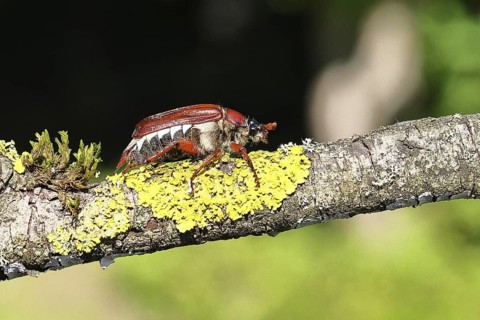 May beetle, wood cockchafer (Melolontha hippocastani), female, on a branch covered with lichen,