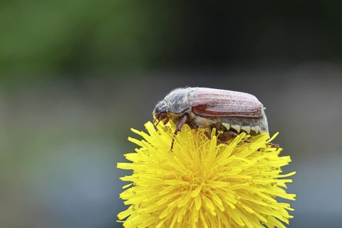 Cockchafer, field cockchafer (Melolontha melolontha), female on a dandelion (Taraxacum) flower,