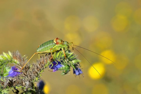 Steppe saddle grasshopper, steppe saddle grasshopper (Ephippiger ephippiger), male, on Viper's