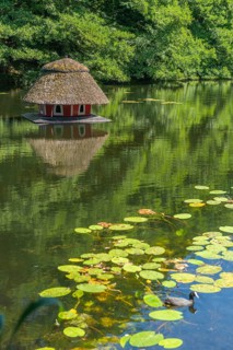 Floating duck breeding house with thatched roof, serous leaves, water reflection, Bremen ramparts,