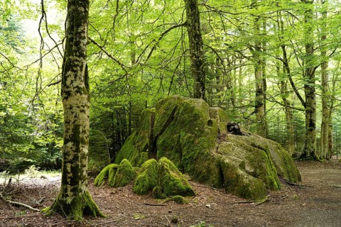 Forest in Ordesa y Monte Perdido National Park, Spain