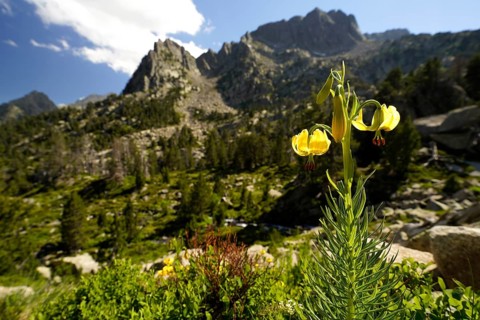 Yellow Turk's cap lily (Lilium martagon) or Turk's cap lily in the AigÃ¼estortes i Estany de Sant