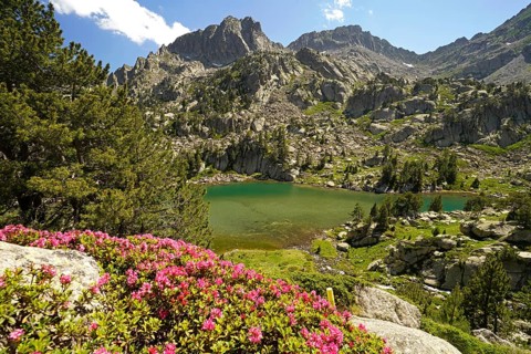 Azalea in bloom at the glacial lake Estany de les Obagues de Ratera or Lagunas Llosas in the