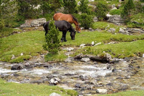 Horses grazing in the AigÃ¼estortes i Estany de Sant Maurici National Park, Catalonia, Spain