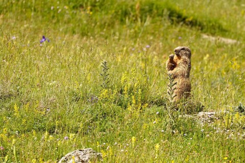Marmot in the Valle de Otal near Torla-Ordesa, Spain
