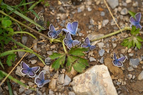 Blues in the Bujaruelo Valley or Valle de Bujaruelo near Torla-Ordesa, Spain