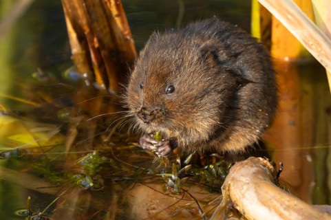 Water vole (Arvicola amphibius) adult animal feeding on pond weed in a reedbed, England, United
