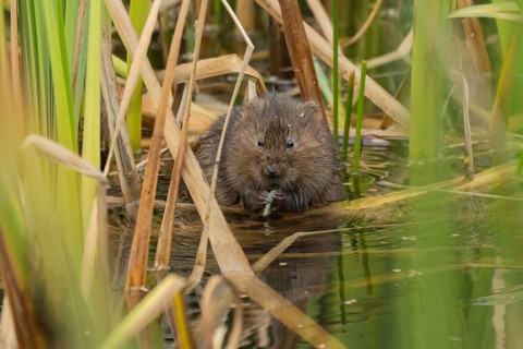 Water vole (Arvicola amphibius) adult animal feeding on a reed plant stem in a pond, England,