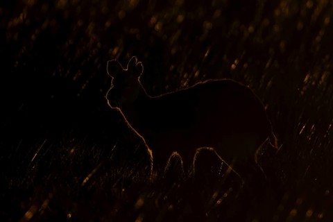 Chinese water deer (Hydropotes inermis) adult animal rim lit with backlighting at sunset standing